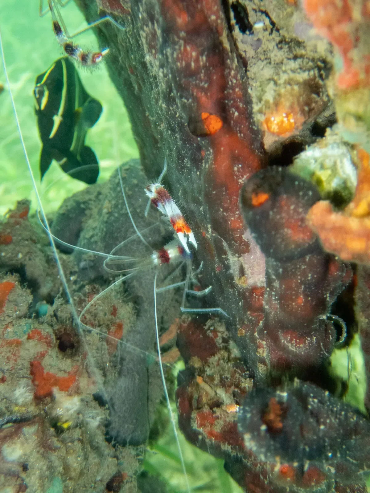 Banded coral shrimp on a sponge-covered mangrove root underwater
