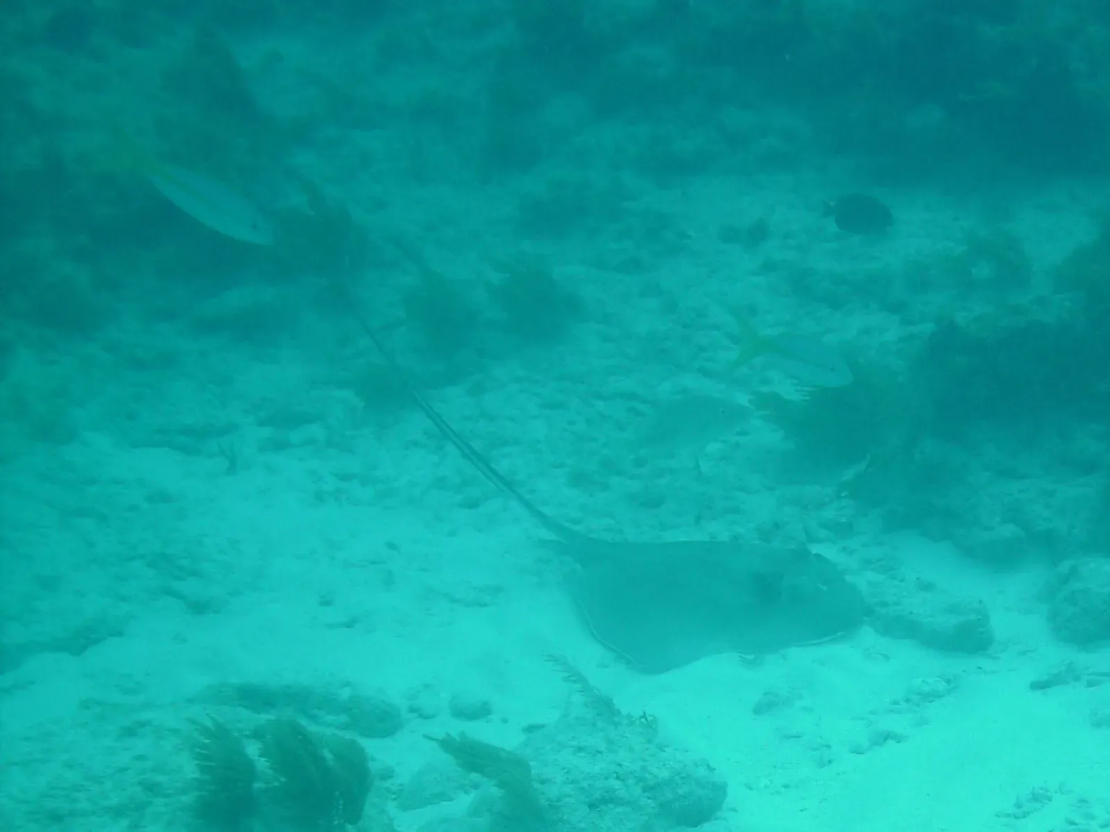 A southern stingray resting on sand among coral at 9 Foot Stake reef