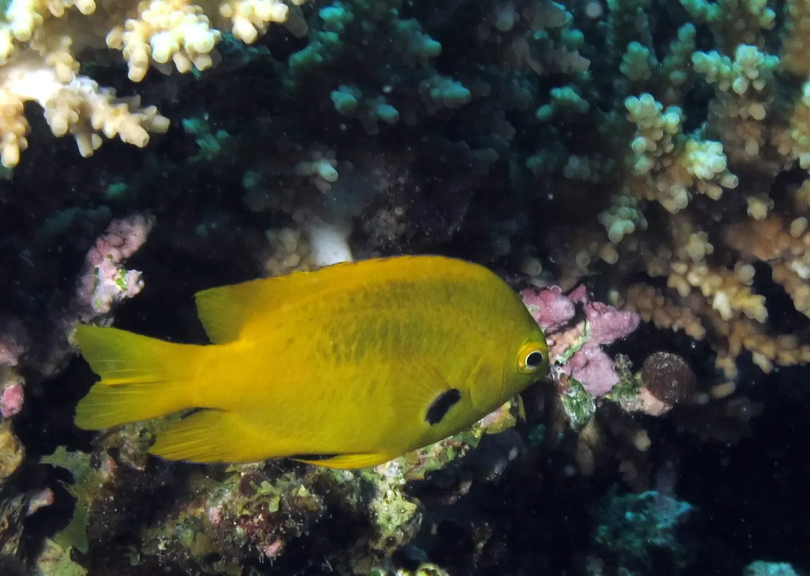 A bright yellow damselfish with a dark spot at its fin base swimming past branching corals — Fanous East, Hurghada & El Gouna