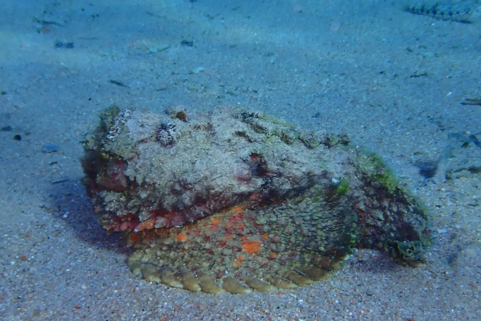Camouflaged reef stonefish resting on sand near the reef — Ras Abu Galum, Dahab