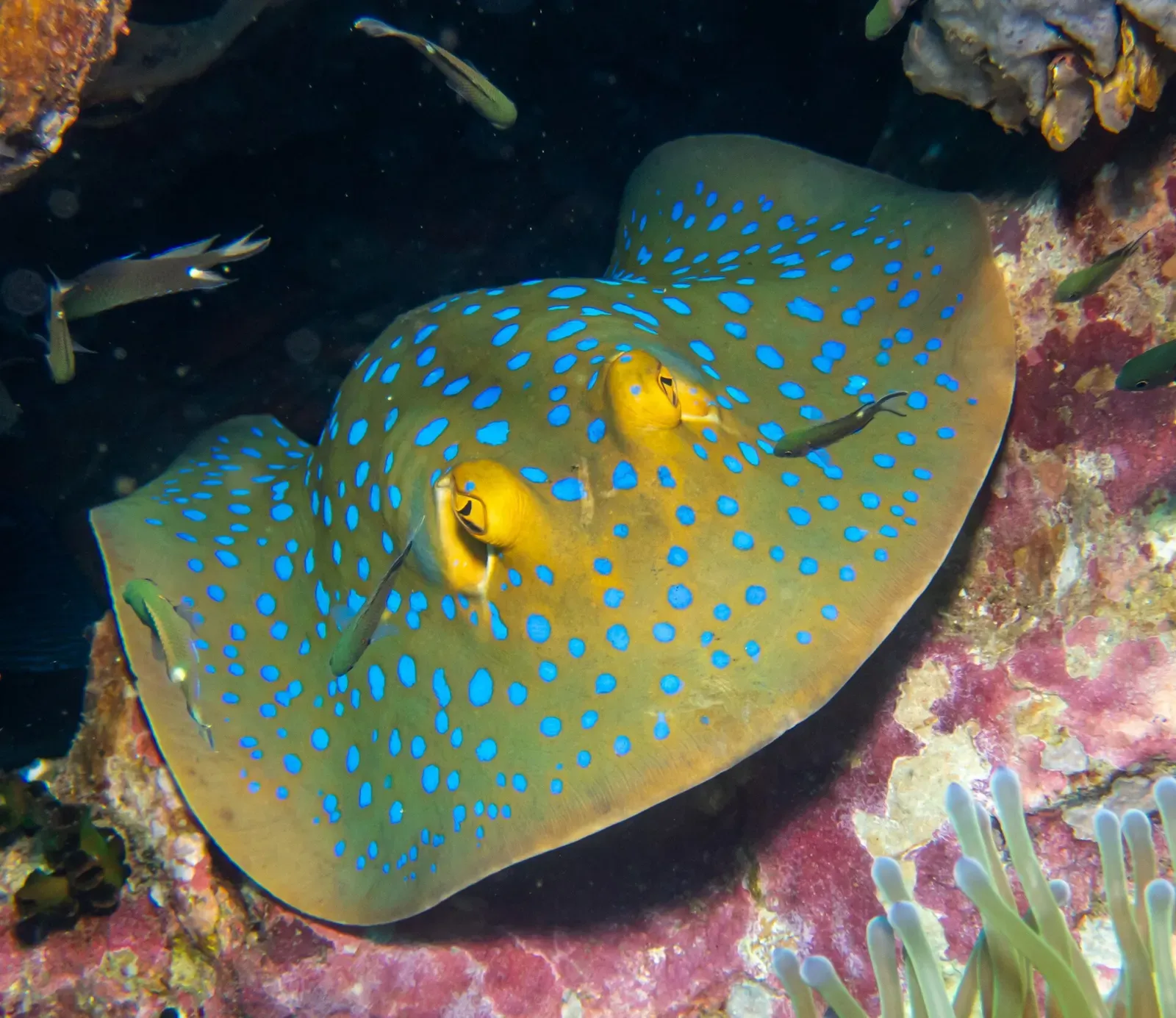 Bluespotted fantail ray on the sand at the base of the pinnacles — Southwest Pinnacle, Koh Tao