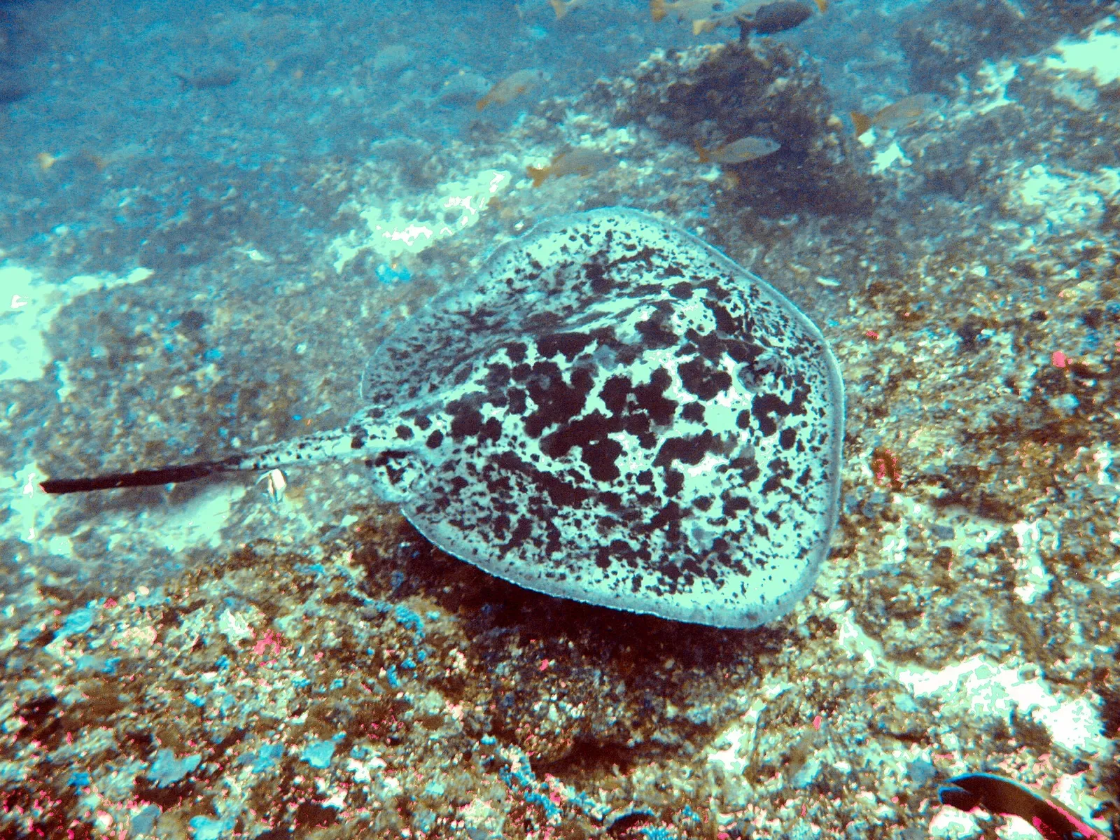 A blotched fantail ray resting on the reef at Toyapakeh — Nusa Penida