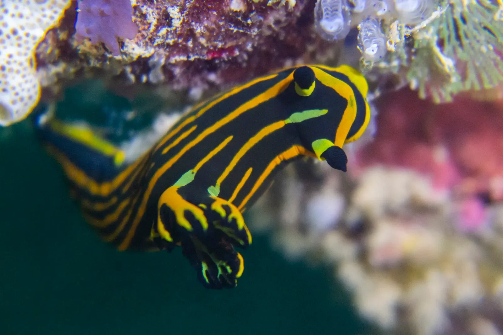 A black and yellow striped orange-lined nudibranch crawls over the reef in Tanzania — Mafia Island