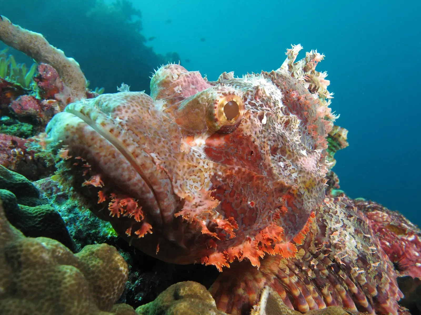 Tassled scorpionfish camouflaged against encrusted rock — Manta Alley, Komodo.