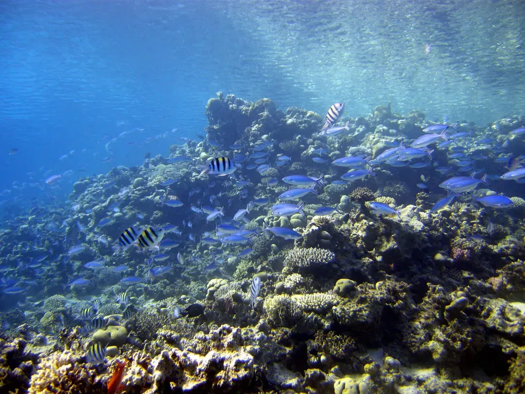 Sergeant majors and blue chromis schooling over a shallow coral reef slope — The Canyon, Dahab