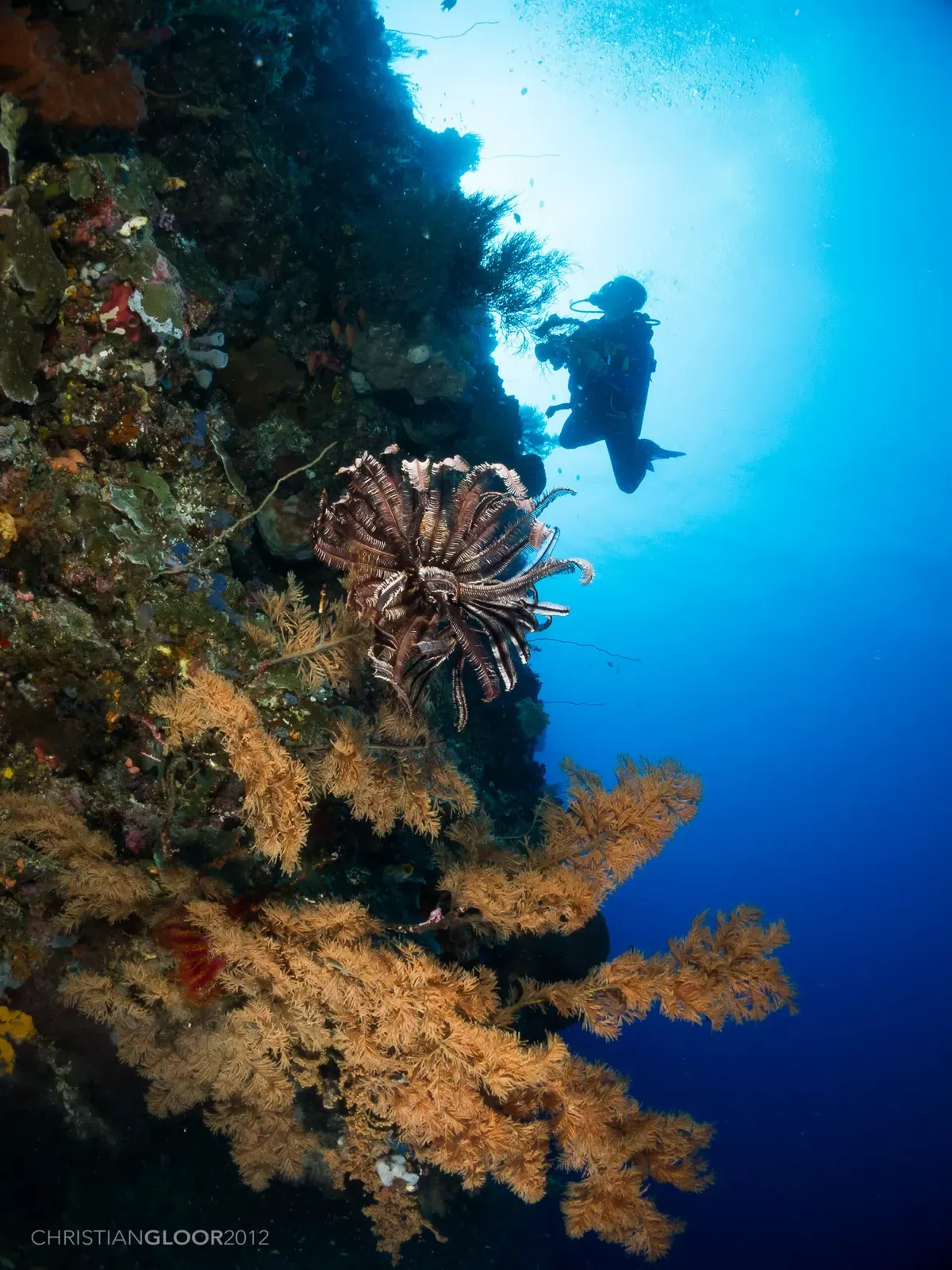 Diver silhouetted against blue water beside a lionfish on the wall at Mike's Point — Bunaken