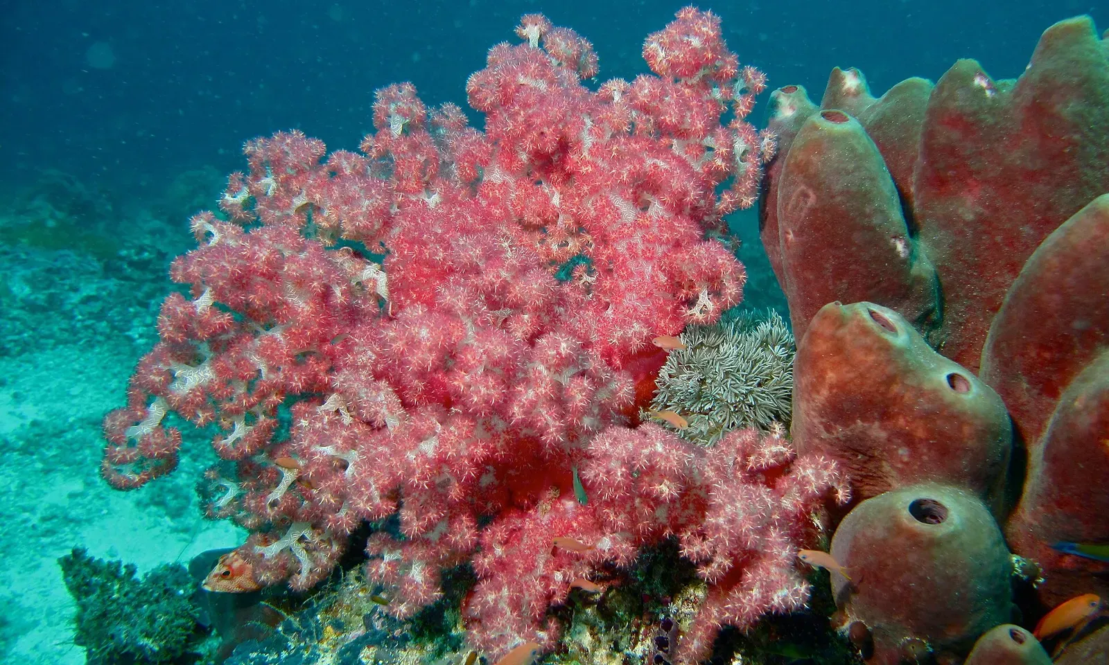 A bright pink cluster of soft tree coral on the reef wall at South Point — Sipadan.