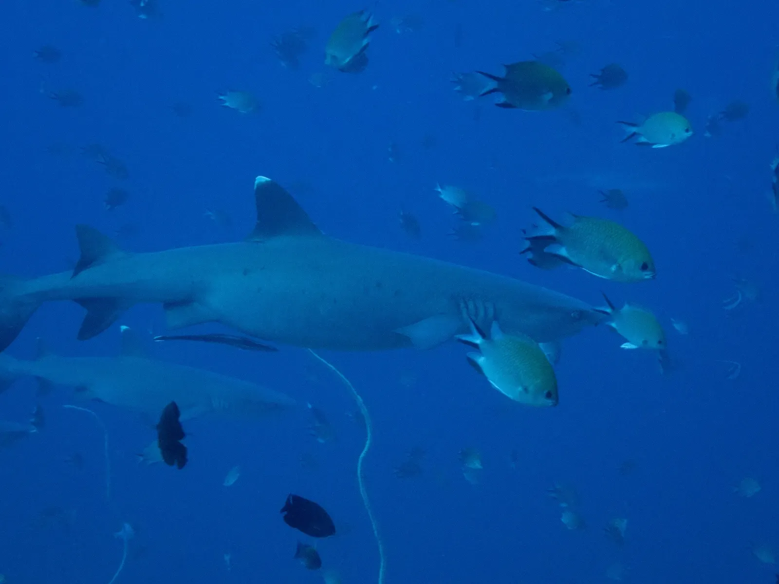 A whitetip reef shark cruises through blue water among a scattering of small reef fish — Crystal Bay Komodo, Komodo.