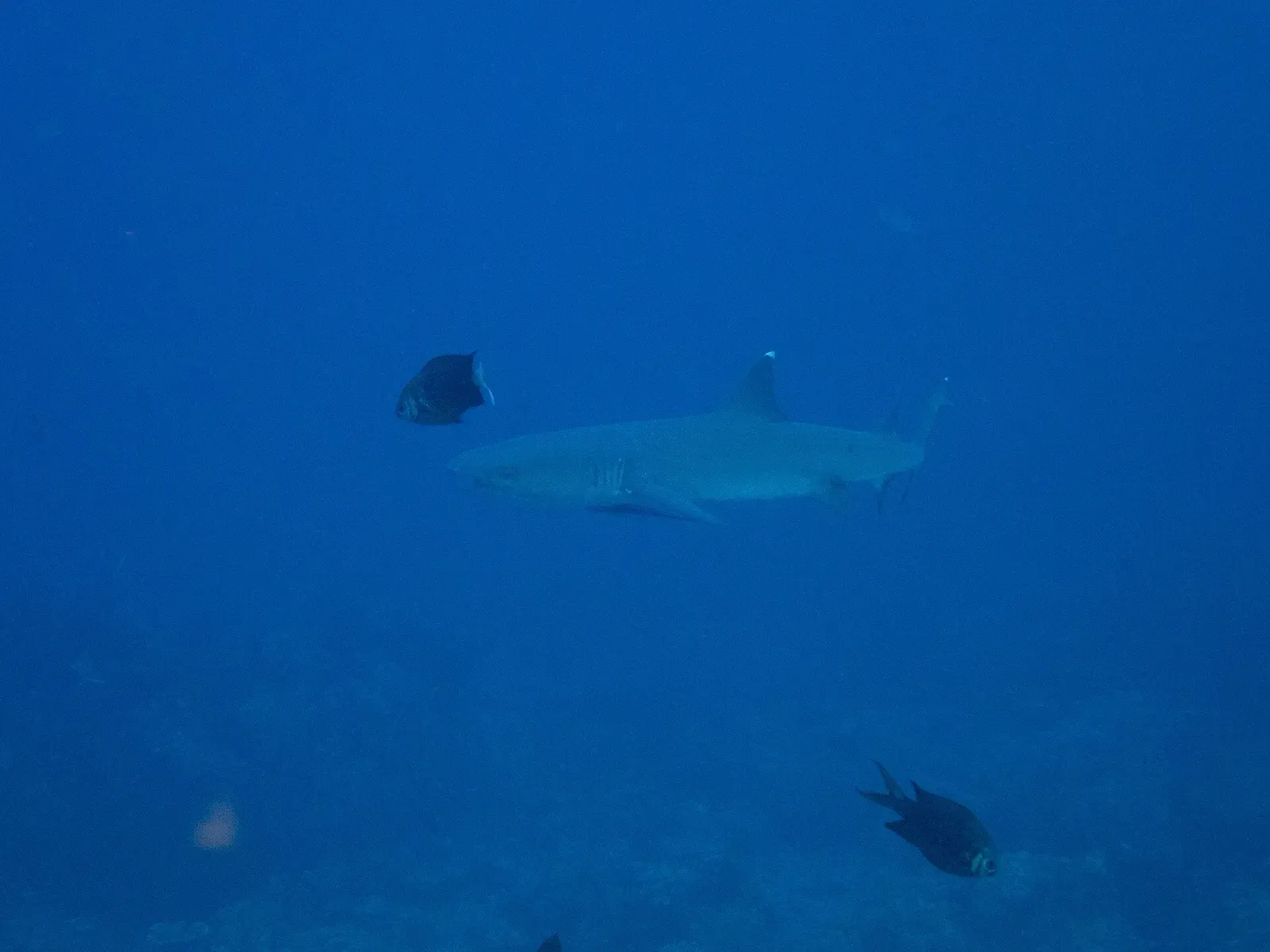 Whitetip reef shark and reef fish patrolling in open blue water — Castle Rock, Komodo.