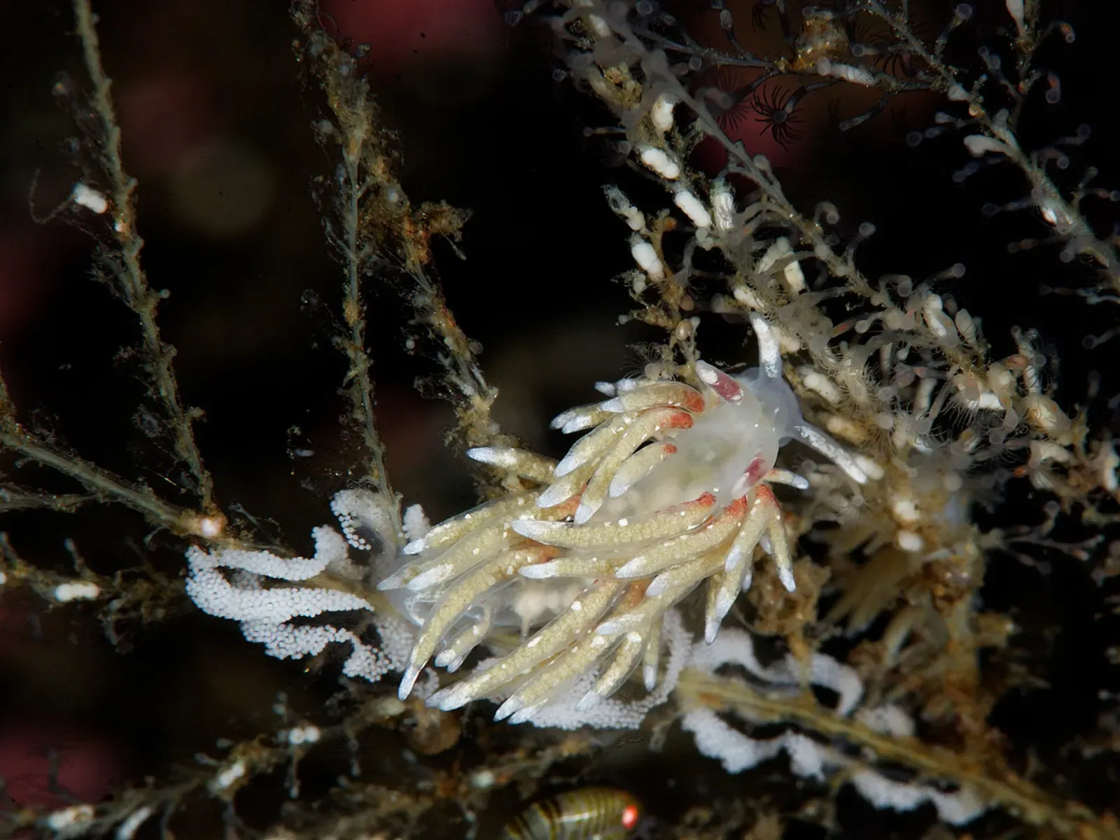 A slender white nudibranch with pale, orange-tipped cerata clings to a branching hydroid beside a white egg ribbon — Gulen & the Sognefjord