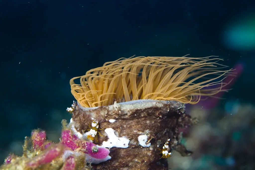 Orange tube anemone with feathery tentacles and tiny anemonefish sheltering at its base — Ambon