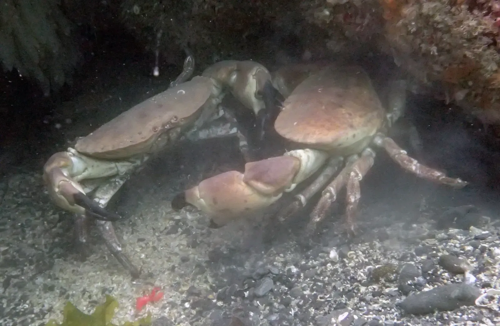 Two pale brown crabs face each other claws first on a gravel seabed under a rocky overhang — Drawna Rock, Cornwall