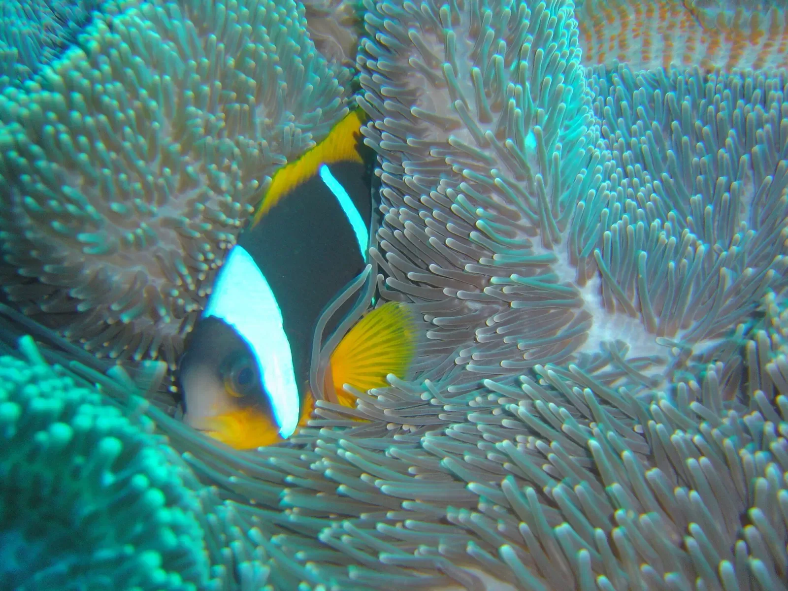 A two-bar anemonefish peers out from its host anemone on the reef — Manta Reef, Tofo