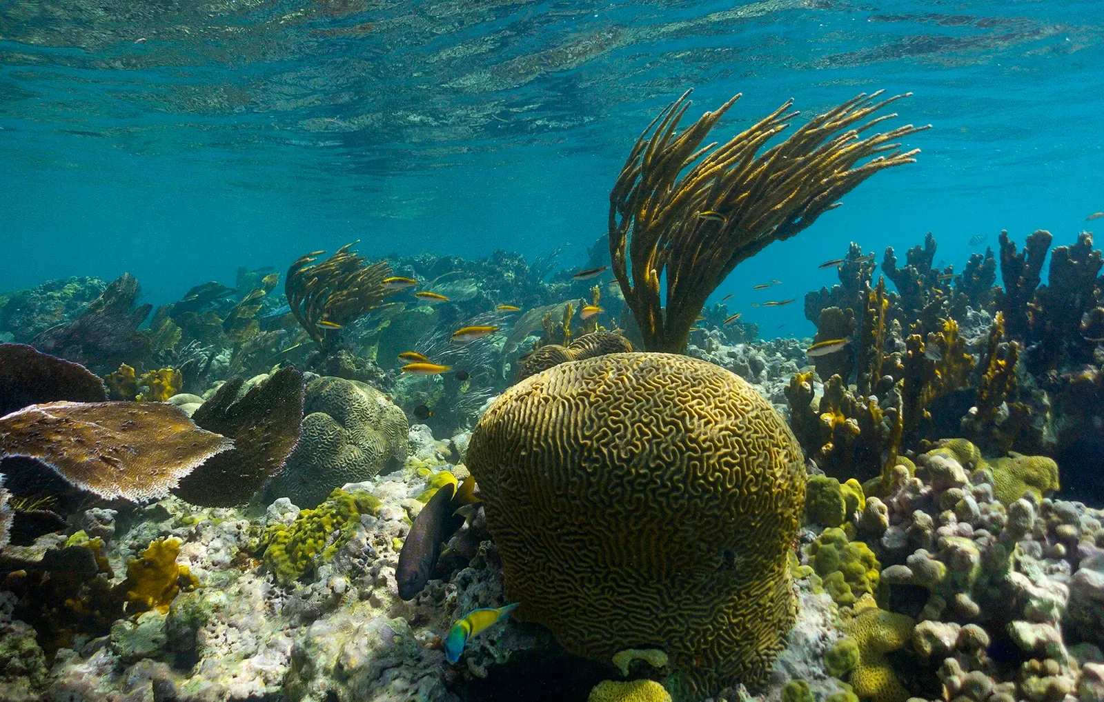 A large brain coral with small fish and sea rods on a shallow Culebra reef, sunlight reaching the bottom.
