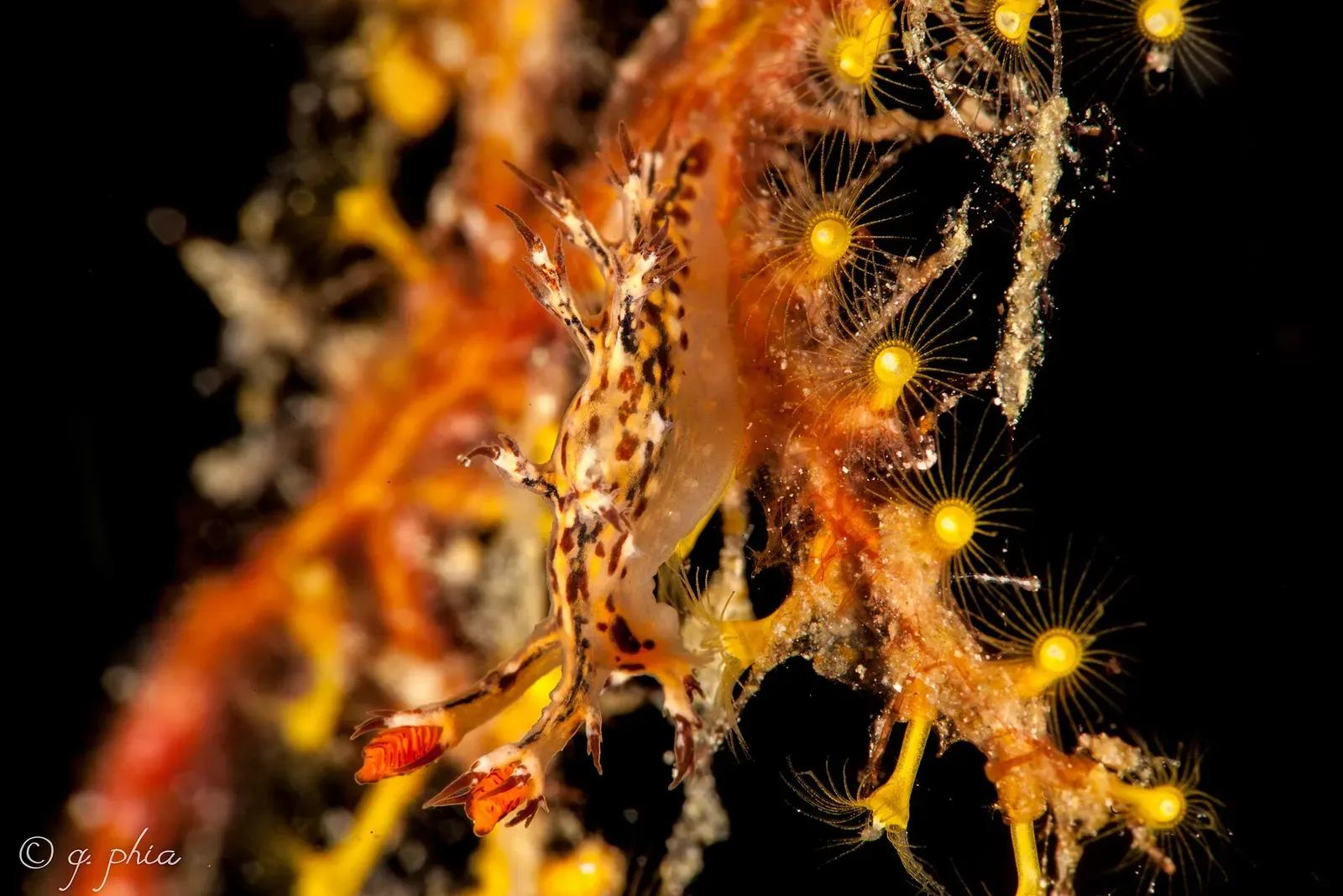 Patterned dendronotus nudibranch perched on orange soft coral with open polyps — Roma, Wakatobi