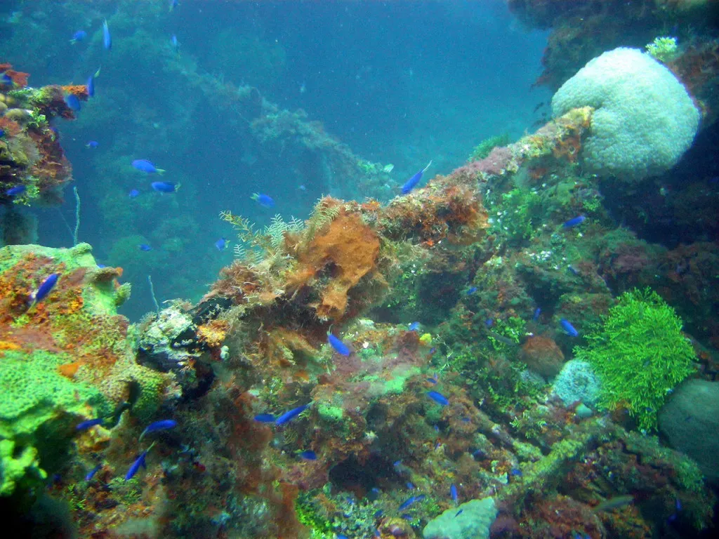 Coral and sponges cover a wreck structure, with a white coral head and small blue fish — Unkai Maru, Chuuk Lagoon.