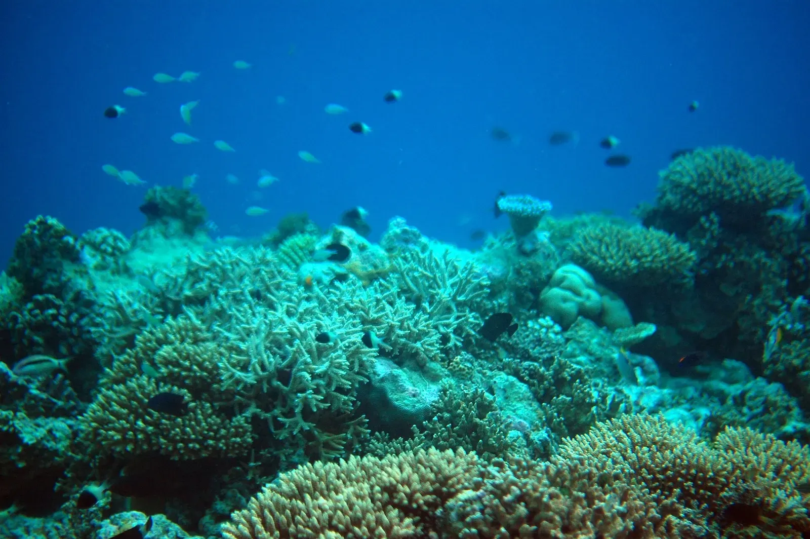 Small reef fish drifting over hard coral heads in clear blue water