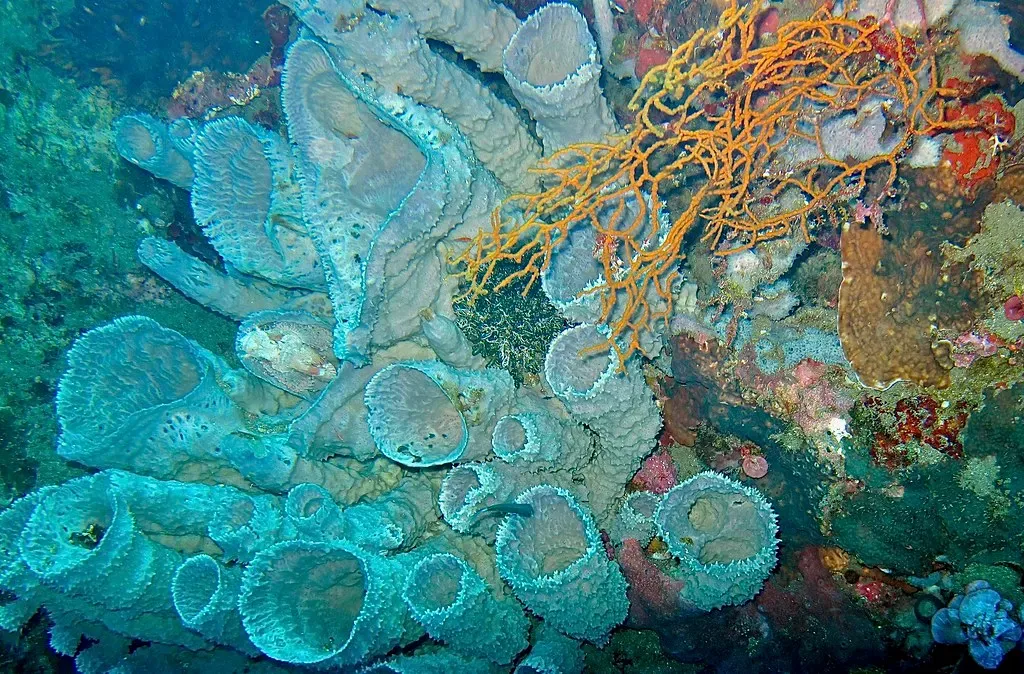 Pale blue vase sponges clustered on the reef with an orange sea fan spreading above them — Jemeluk Wall, Amed.