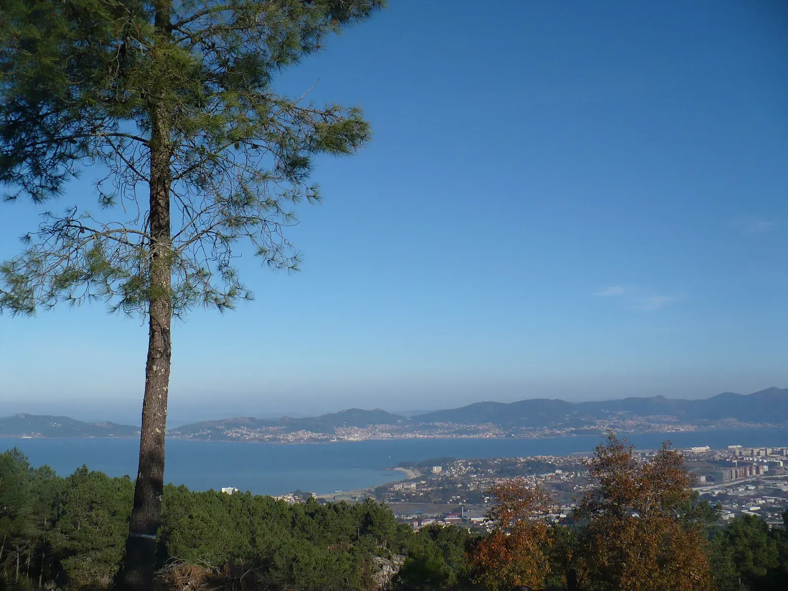 View down over the Ría de Vigo from a pine-covered hillside, with the city and coastline beyond