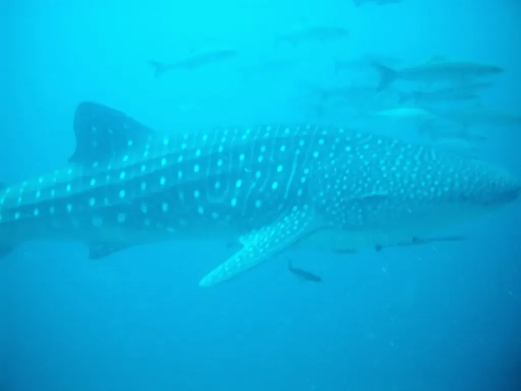 A whale shark with white spots swims through hazy blue water, with a group of grey fish above it — Khao Lak