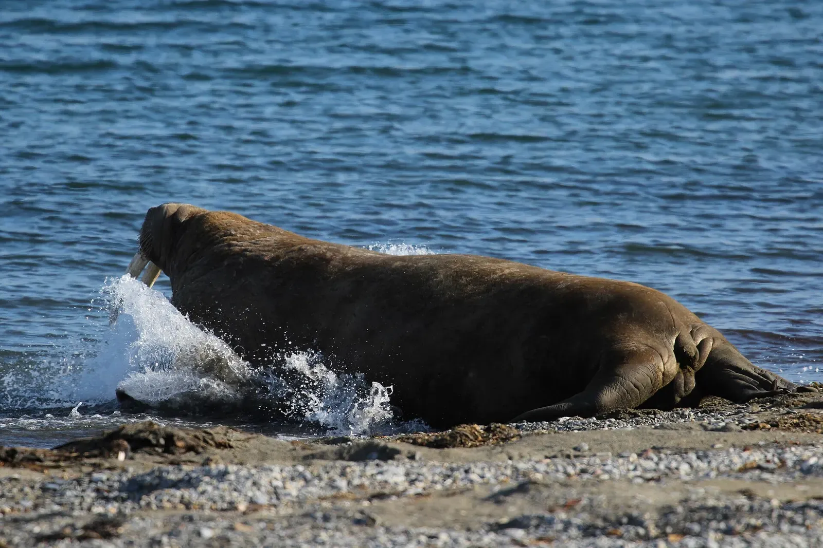 Close view of a walrus with long tusks resting on the beach at Poolepynten — Svalbard.