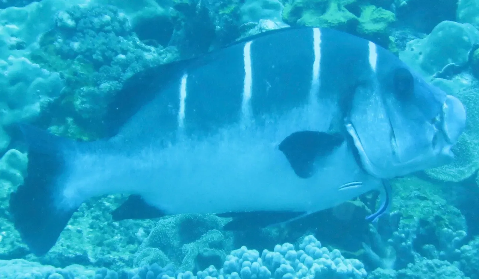 Whitebarred rubberlip fish over the reef at Two-Mile Reef — Sodwana Bay