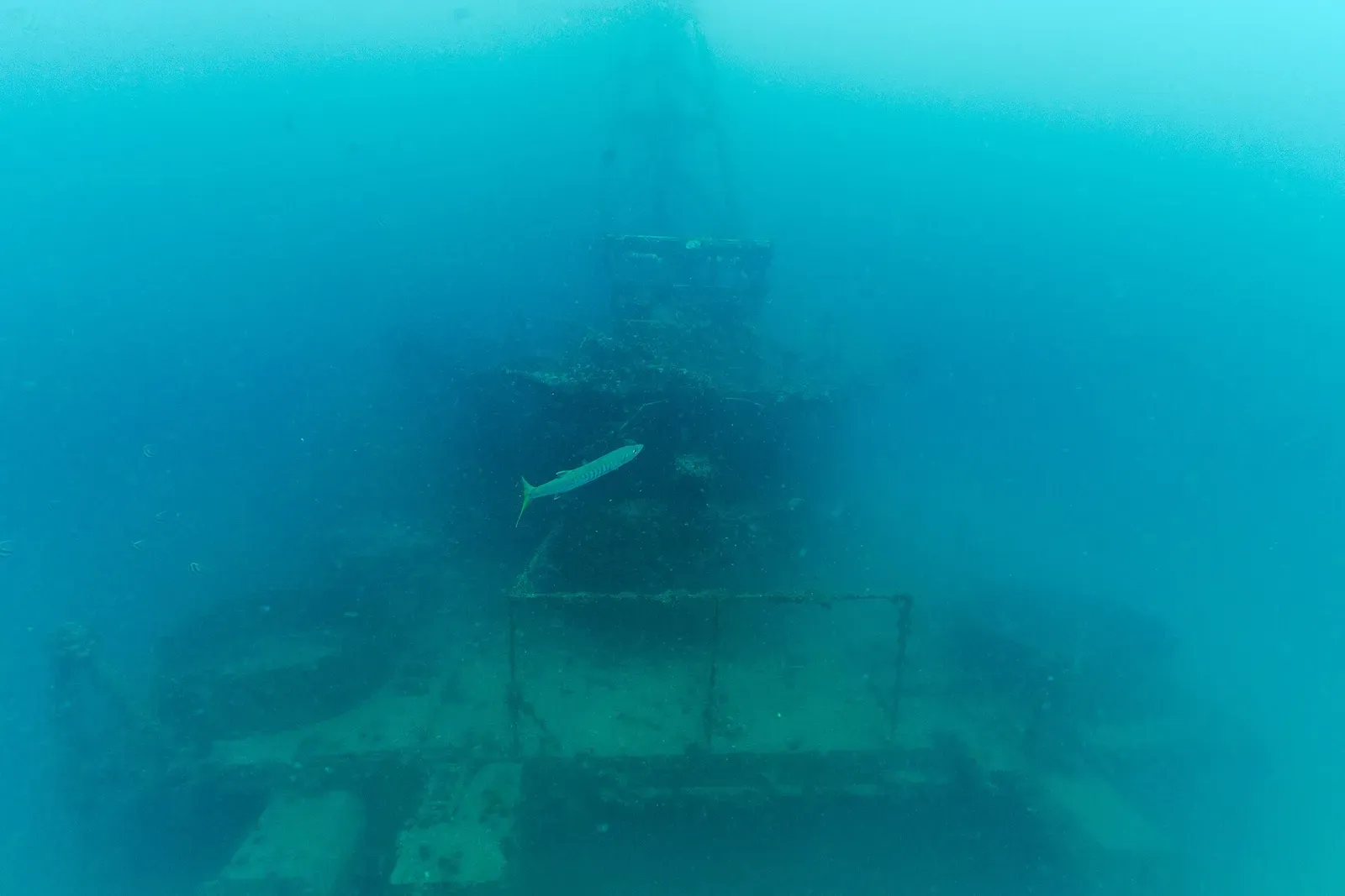 One silver barracuda with a yellow tail swimming above the railing and superstructure of a wreck in green-blue water — HTMS Chang Wreck, Koh Chang