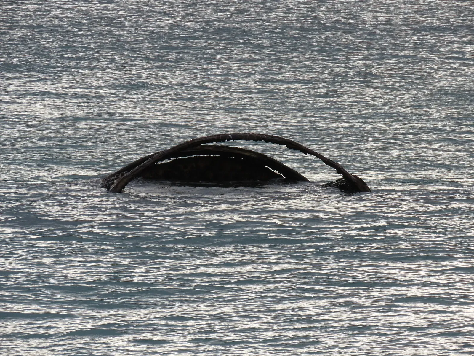 Curved steel ribs of a wrecked steam tug arching out of the water at Gull Rock Beach