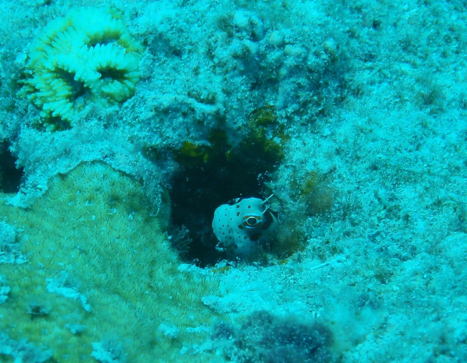 A red-spotted blenny peering out of a hole in the coral at Obyan Beach — Saipan & Tinian