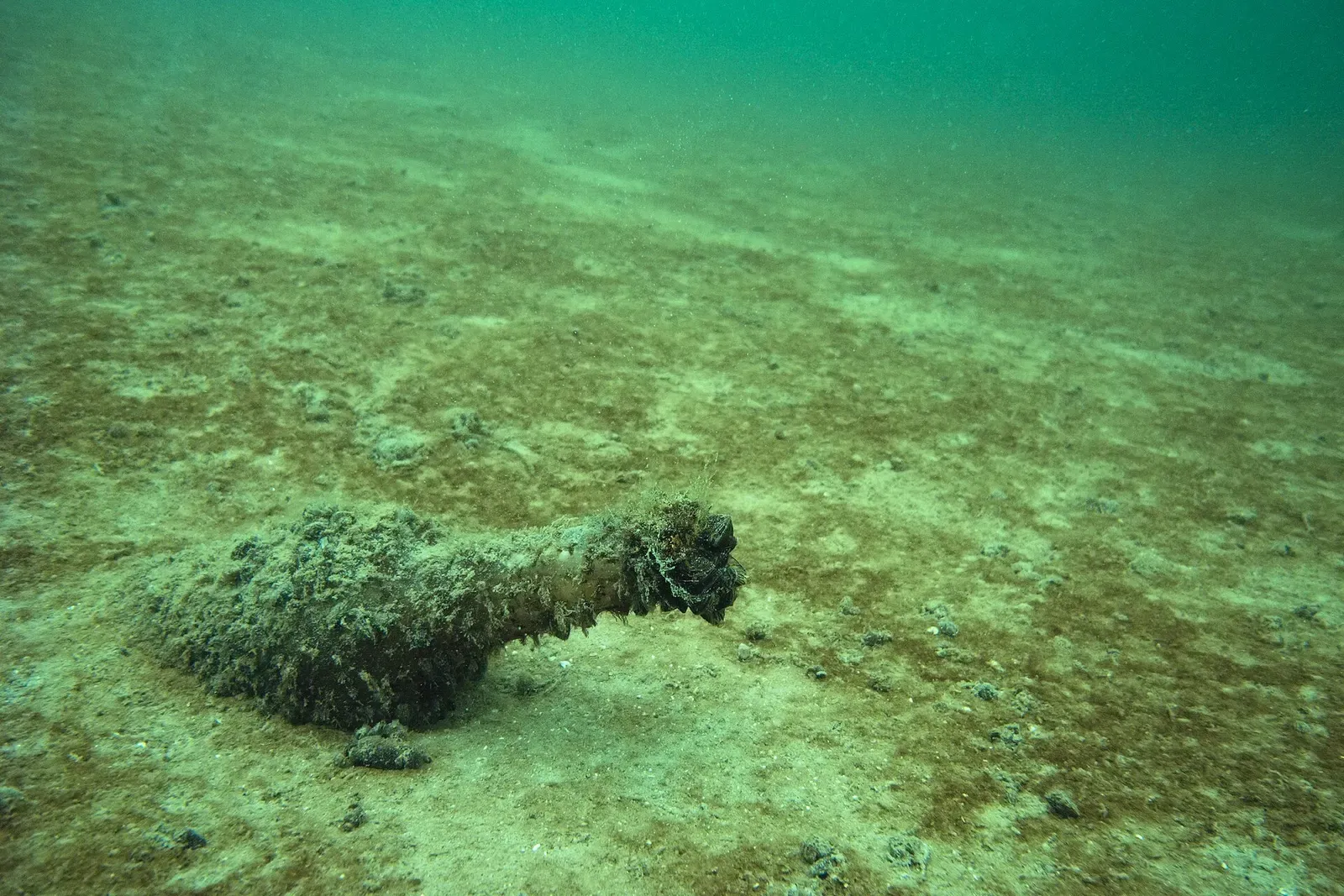 A glass bottle crusted with dark mussels and algae lying on a pale sandy lake bed in green water — Lake Constance