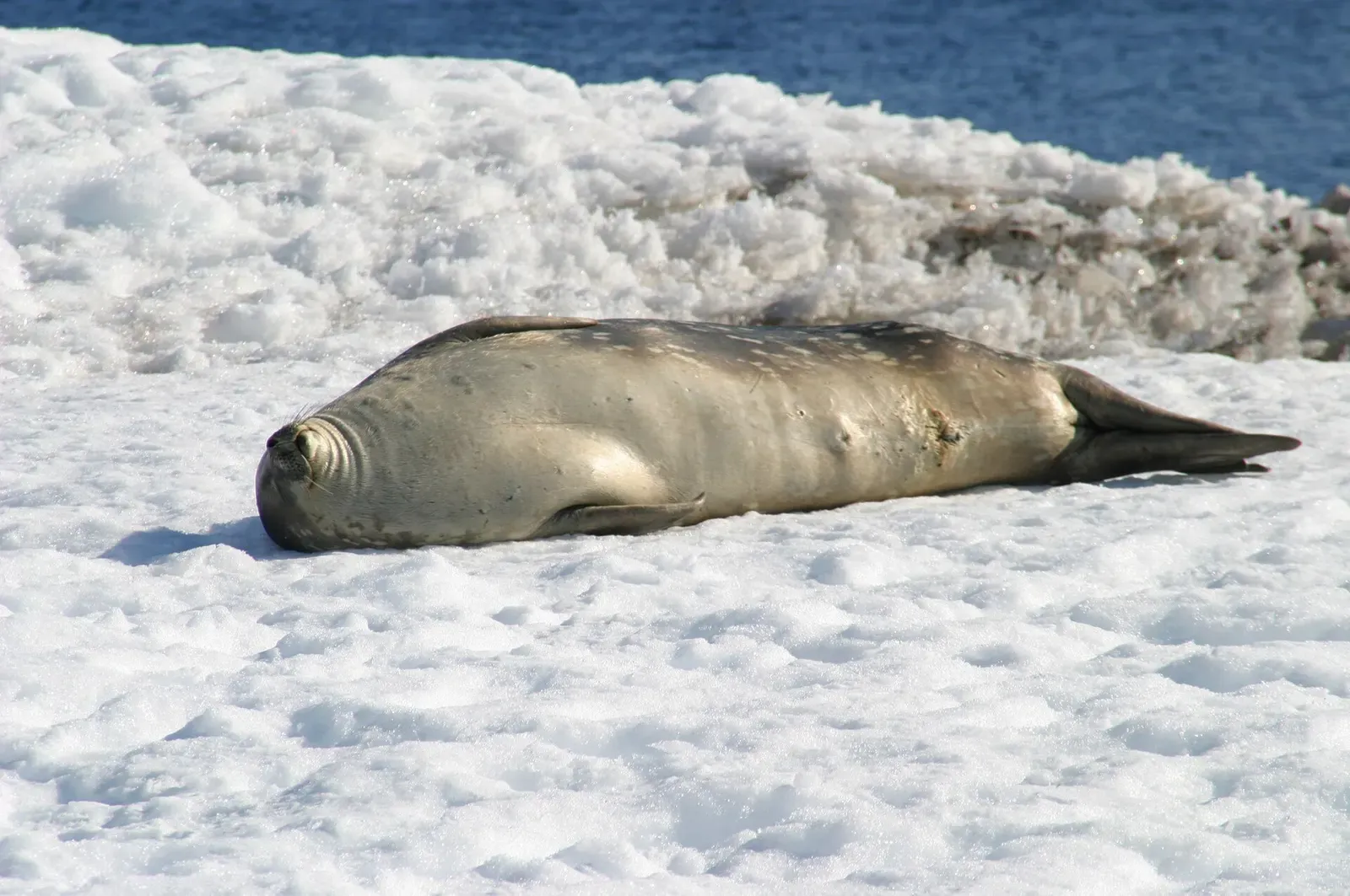 A Weddell seal resting on the snow at Cuverville Island — Antarctic Peninsula