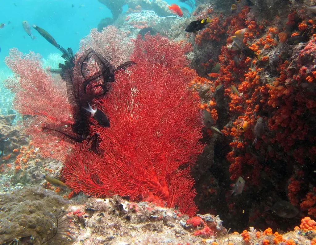 A bright red sea fan spreads across a coral wall crowded with small reef fish — Raja Ampat.