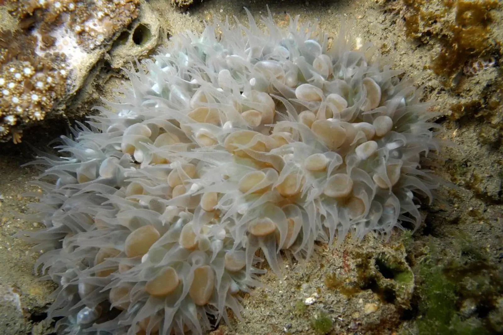 Pale sea anemone with bulb-tipped tentacles on a sandy reef — Tasi Tolu, Dili