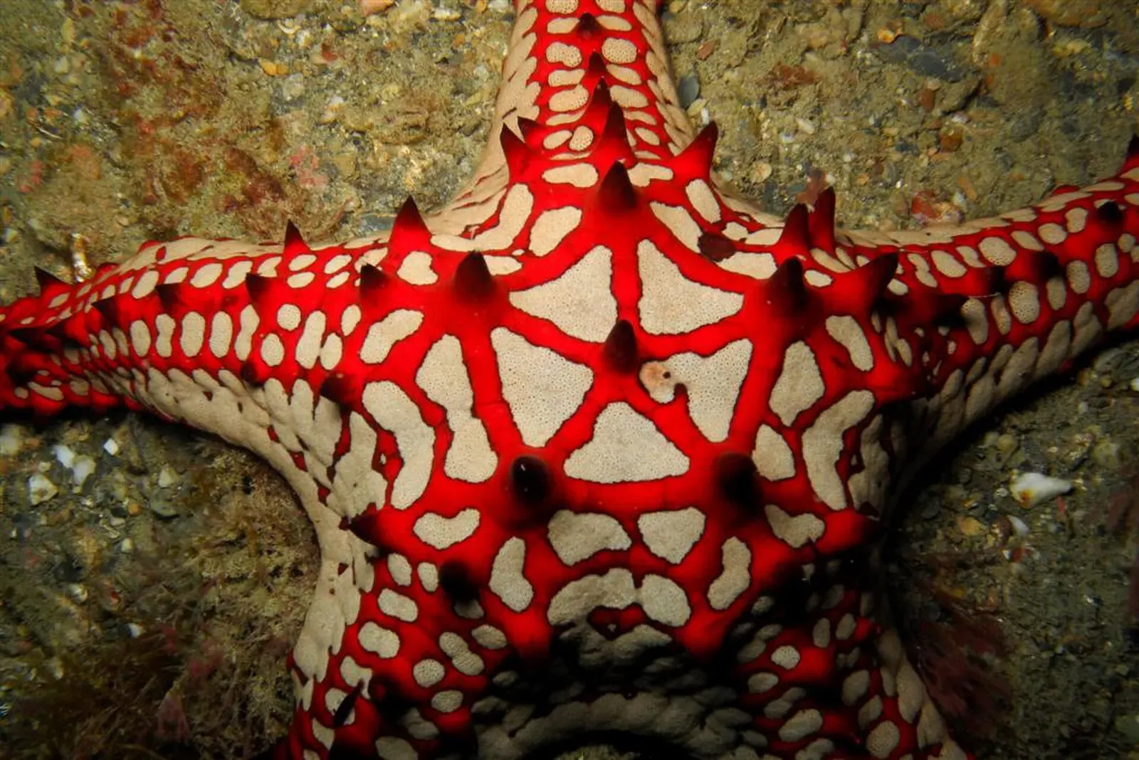 Red and white patterned sea star with dark spines, seen close up — Pertamina Pier, Dili