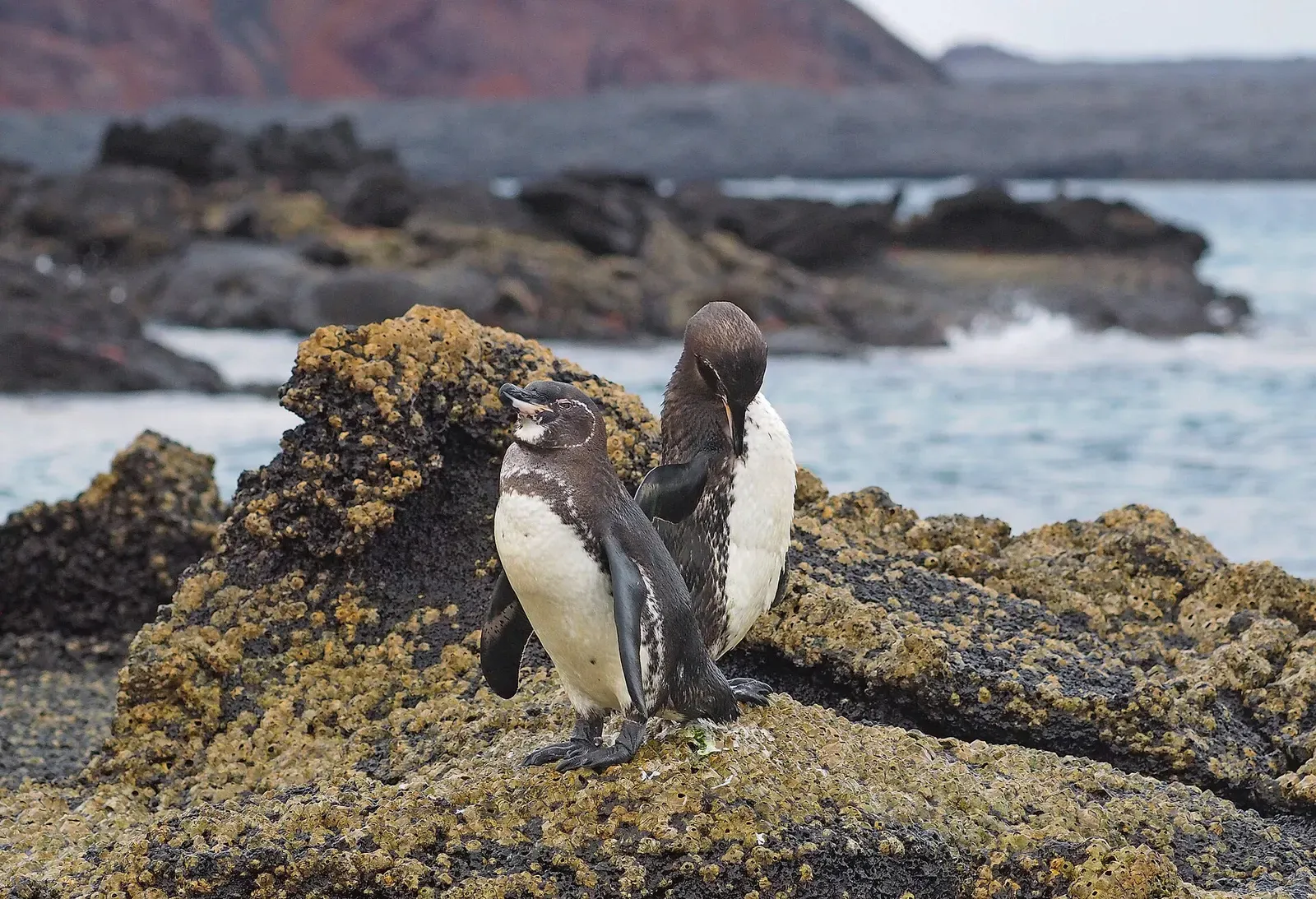 Two Galápagos penguins stand together on lava rock, with a volcanic coastline and open ocean behind them.