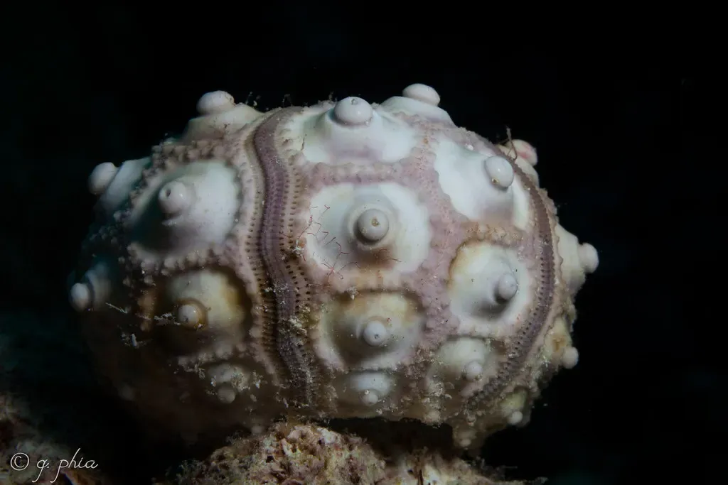 Round pale sea urchin shell with knobbly bosses resting on the reef — Cornucopia, Wakatobi