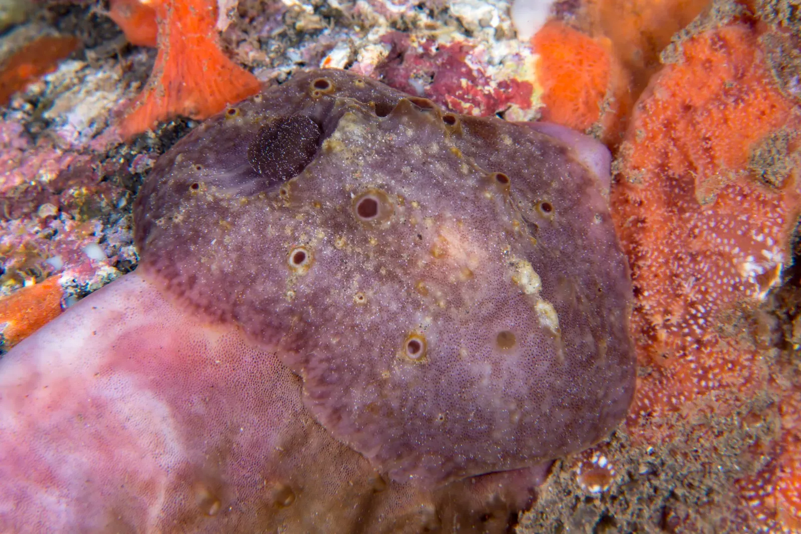 A flat mauve-brown nudibranch with small pale-rimmed pores rests between orange and pink sponges — Sidem, Tulamben.