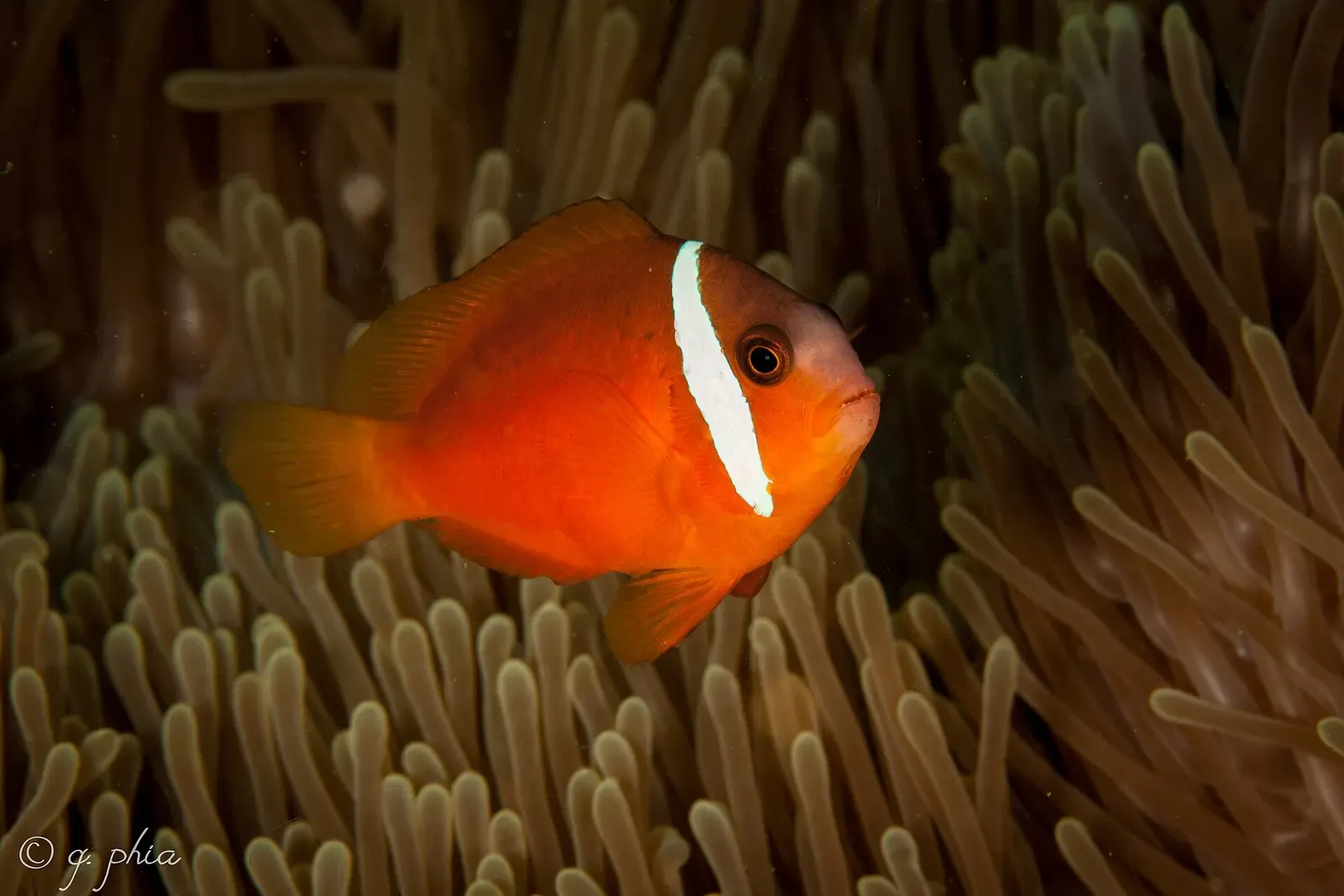 An orange anemonefish with a white head-band peers out from pale anemone tentacles — Mellow Yellow, Bligh Water.