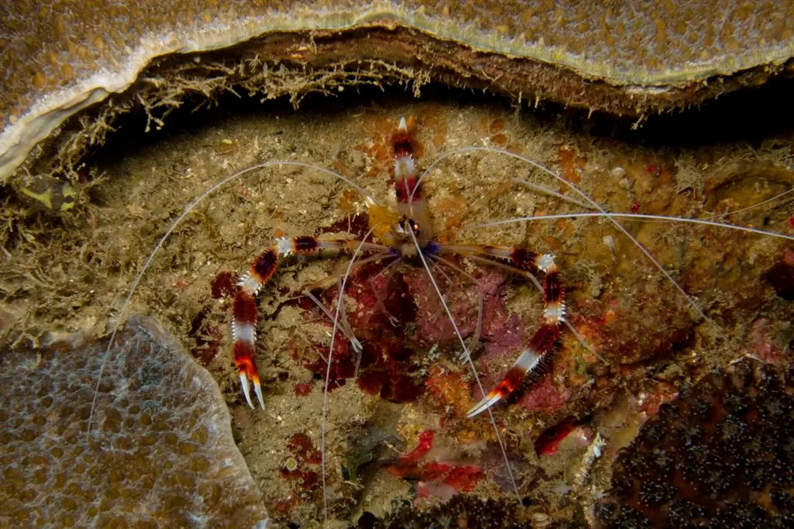Banded coral shrimp with red and white stripes and long white antennae on a reef — Dili Rock East, Dili