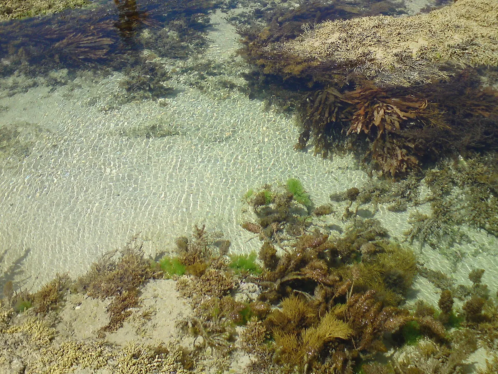 Clear shallow water reveals kelp-covered rock and sand near Sorrento on the Mornington Peninsula — Port Phillip