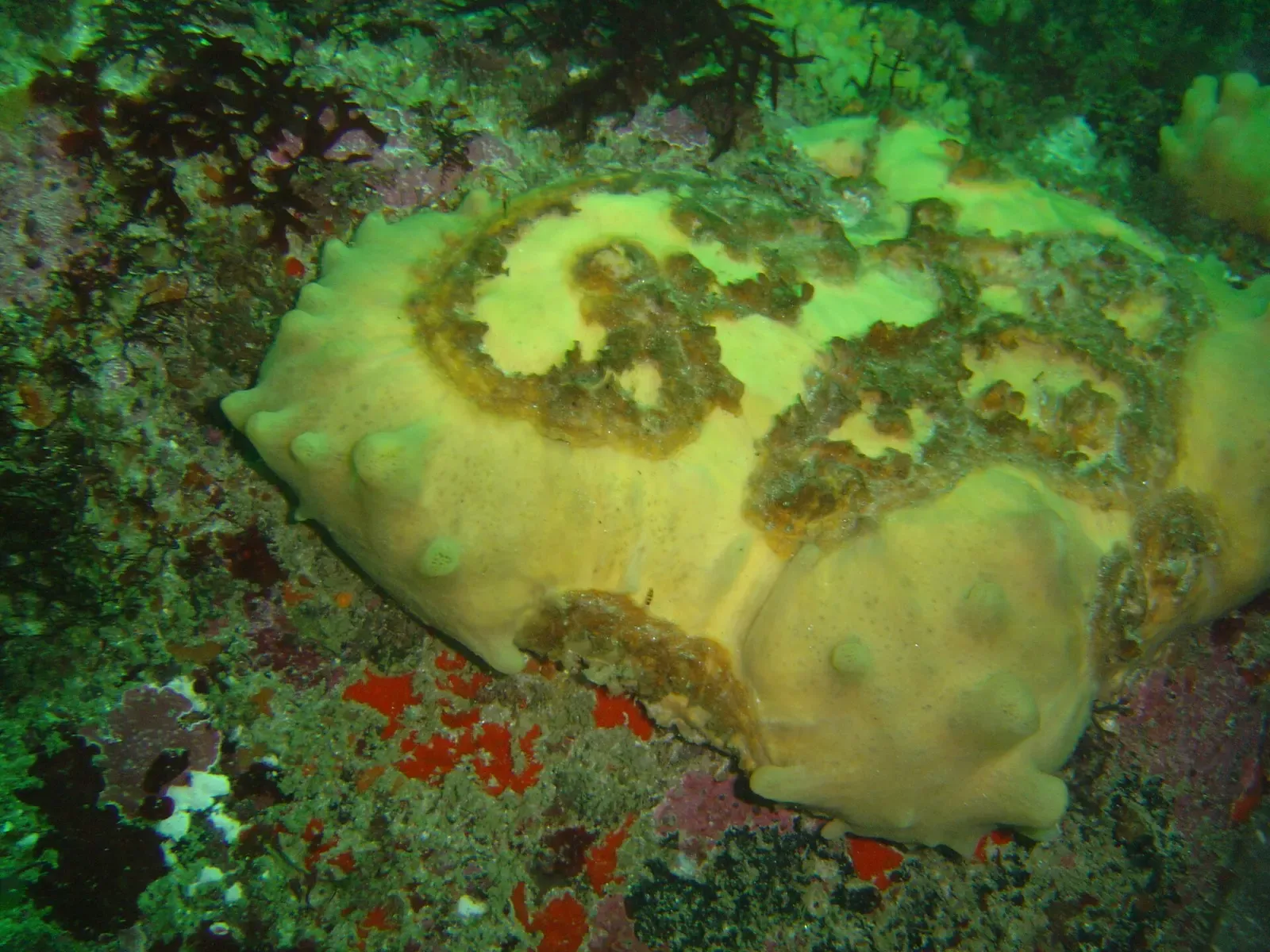 A bulky pale yellow cushion-shaped sponge on a reef patched with green and red growth — Coral Gardens (Rooi-els), Gordon's Bay & Rooi-Els