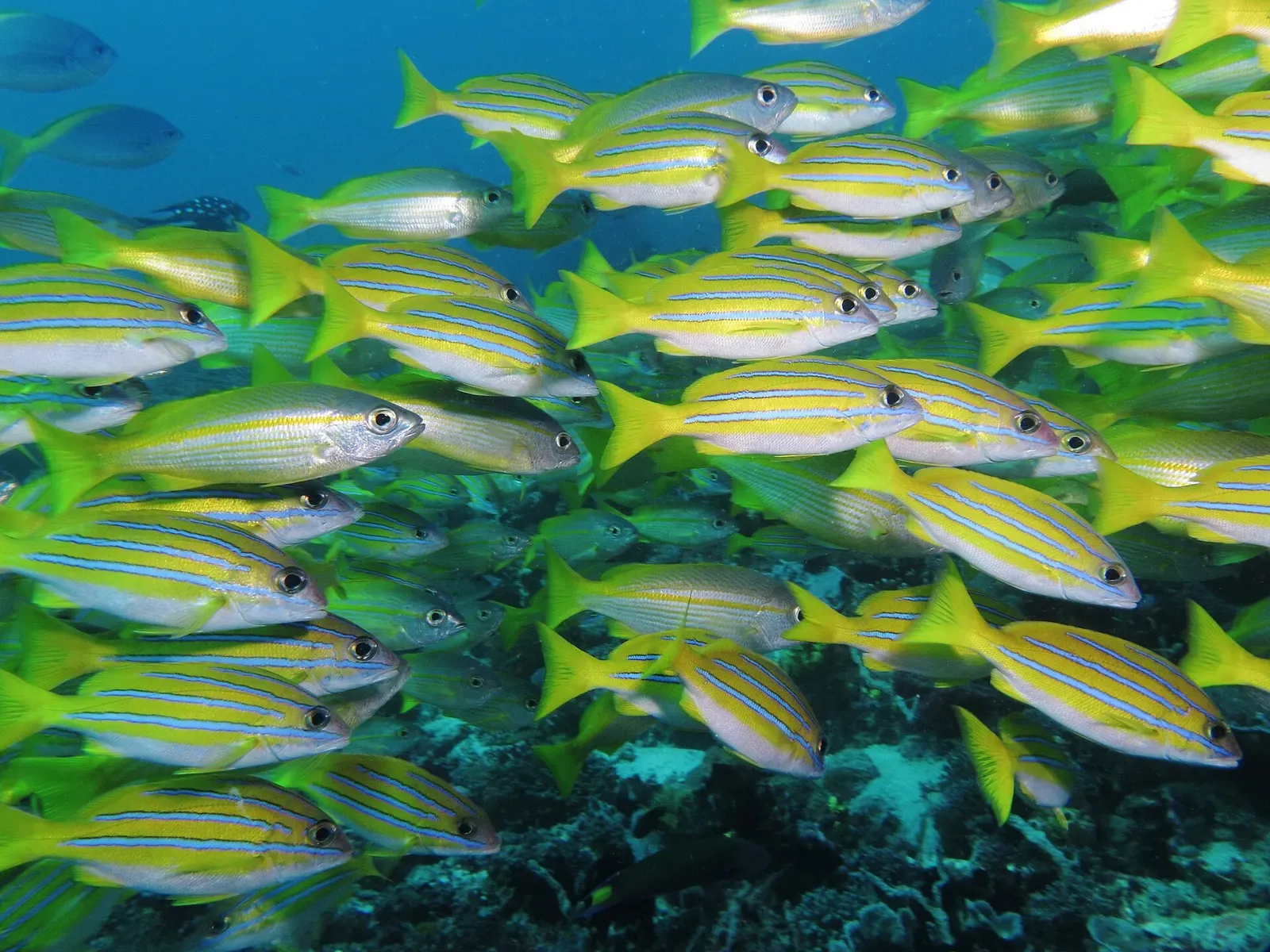 Dense school of yellow and blue-striped snappers over the reef — Manta Alley, Komodo.