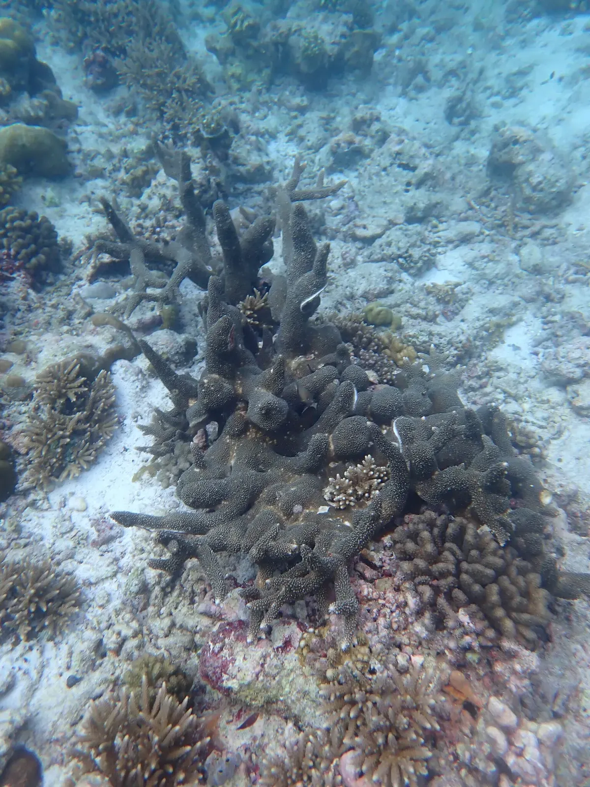 An Acropora robusta coral colony growing on a shallow Maldives reef flat — Ari & Rasdhoo Atolls