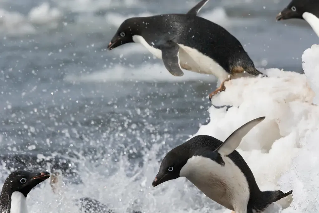A line of Adelie penguins leaps off an ice edge into the sea in a burst of spray — Antarctic Peninsula