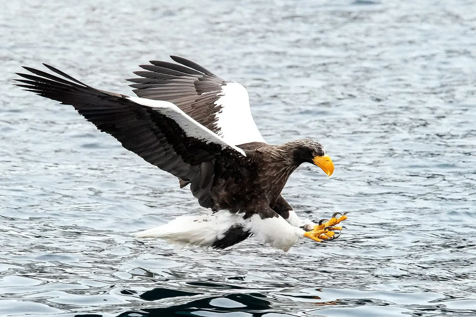 A Steller's sea eagle swoops low over open water with talons extended to grab a fish — Shiretoko Drift Ice
