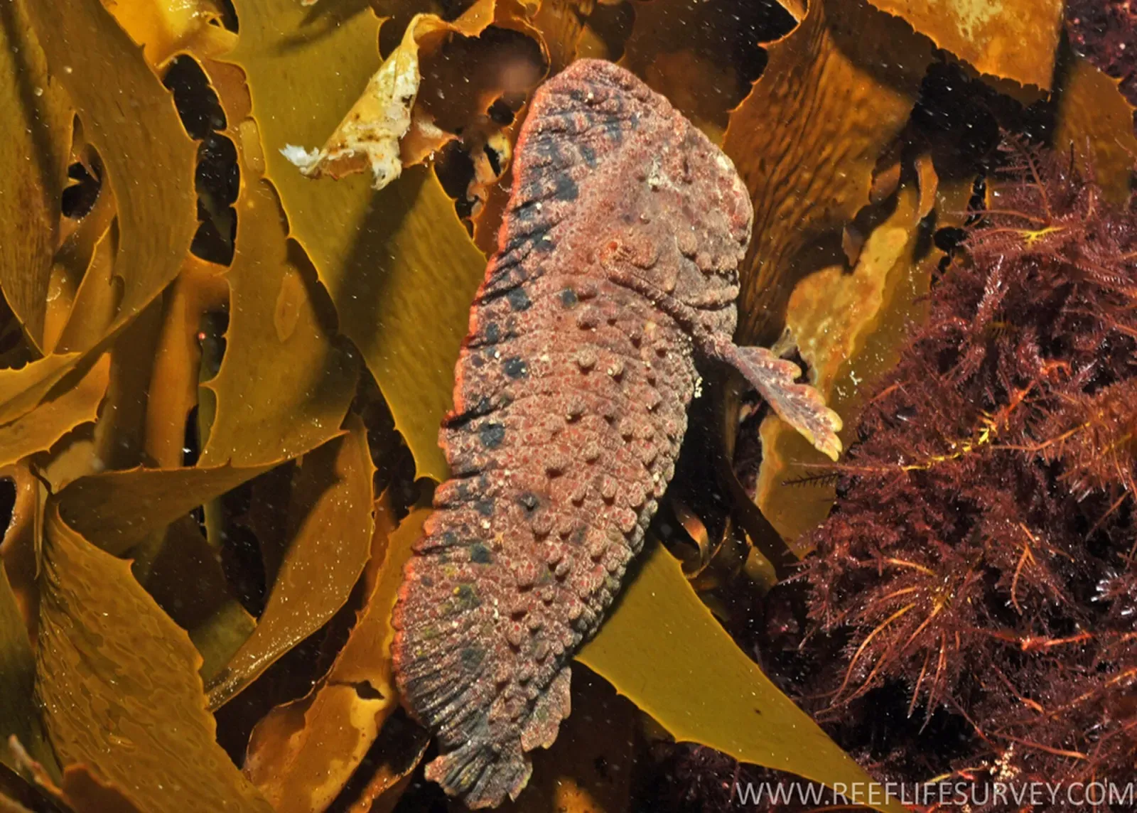 Camouflaged warty prowfish resting among brown kelp fronds — Popes Eye, Port Phillip