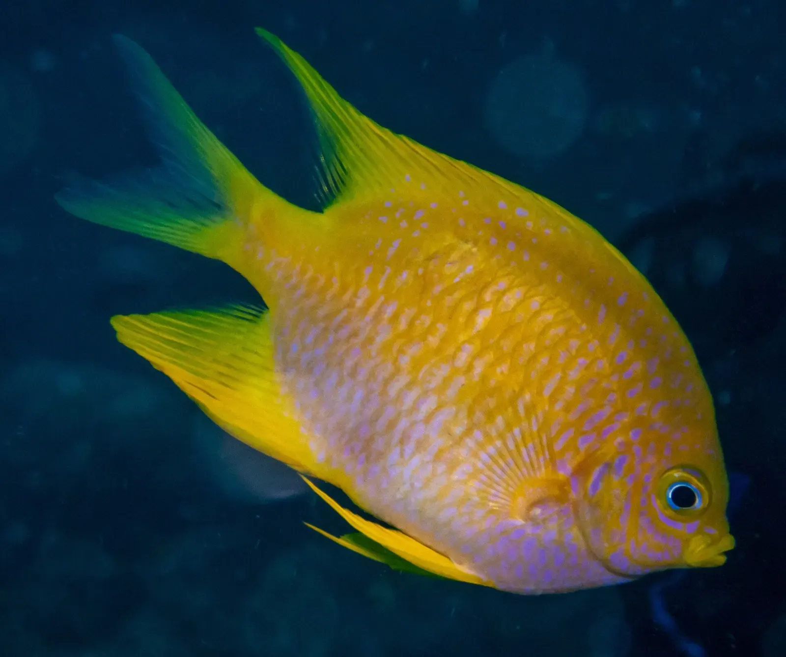 A single golden-yellow damselfish with long fins swims in front of dark blue water — Ko Haa 2, Koh Lanta & Koh Haa