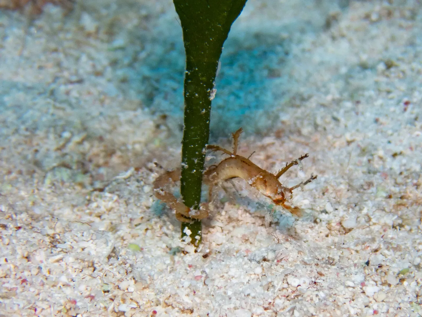 A small tan pipehorse clings to a green seagrass blade on pale sand — Turtle Reef, Grand Cayman.