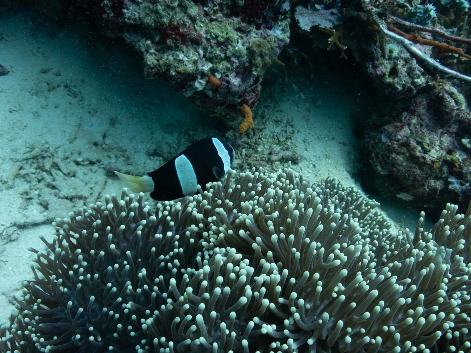 Orange and white anemonefish nestled among the tentacles of a sea anemone — Menjangan