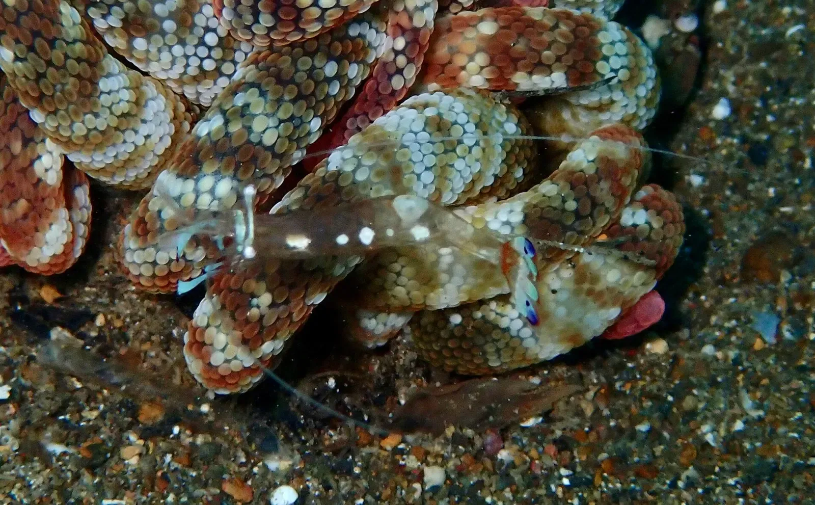 Magnificent anemone shrimp perched on the frilled, spotted tentacles of its host anemone — Bangka Island